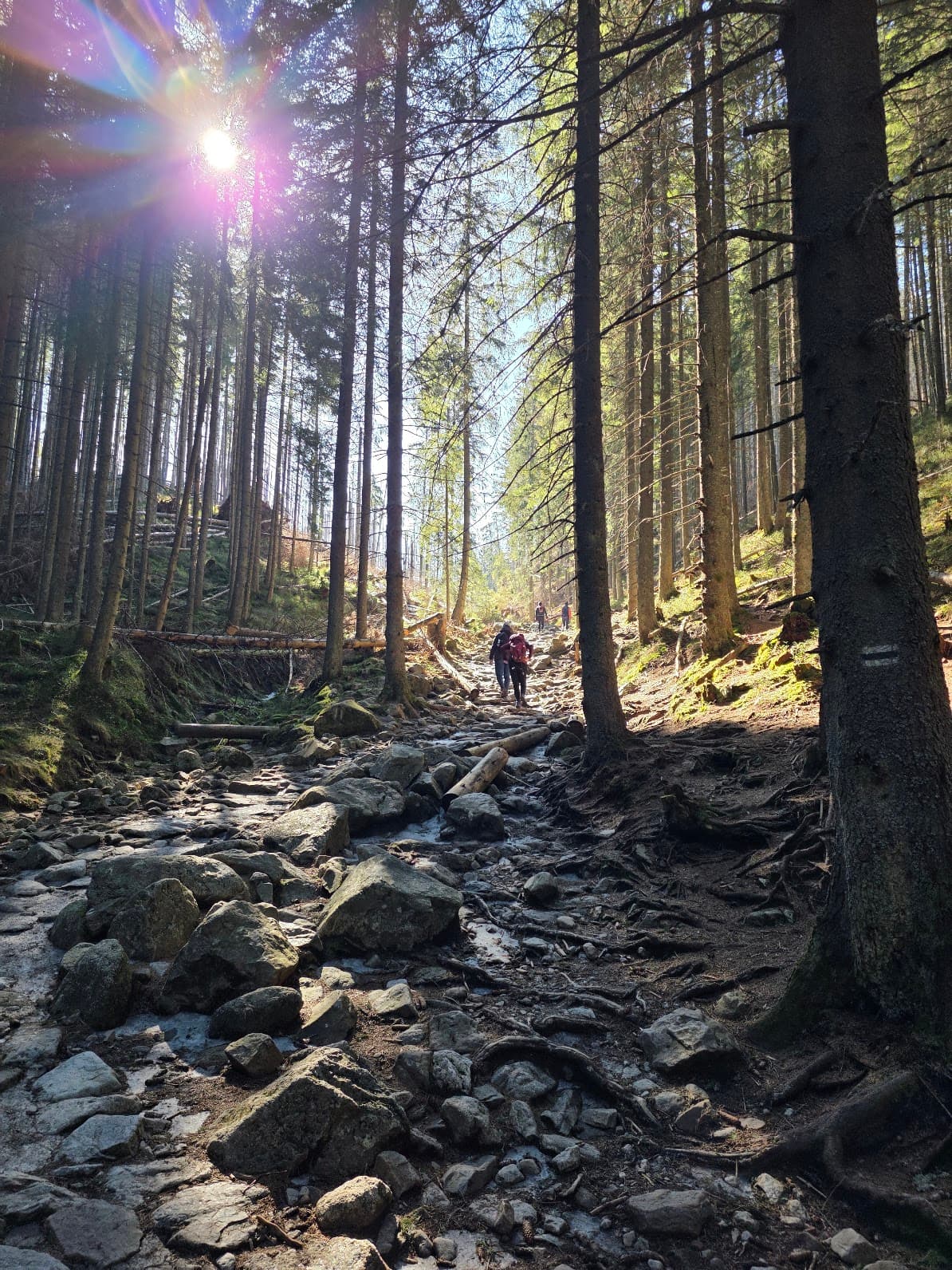 Snowy mountain path with pine trees and peaks in the distance
